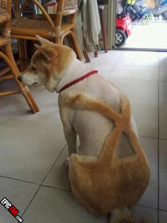 dog-grooming-fail-x.jpg